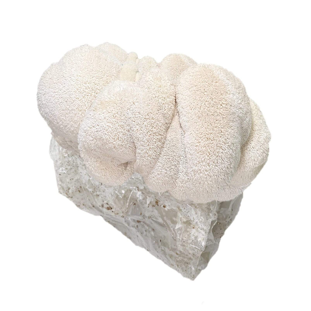 Grow Your Own Lion's Mane Mushrooms